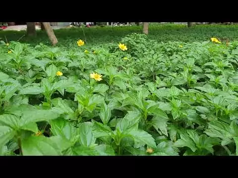 Nổi mề đay tắm lá gì