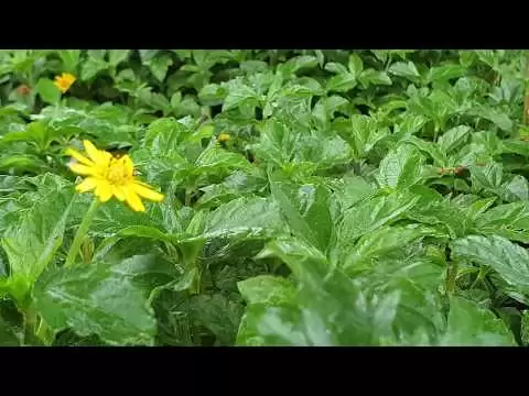 Tắm lá cây sài đất, bệnh gì cần tắm lá sài đất